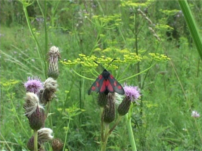 Sumpfhornklee-Widderchen ( Zygaena trifolii ) : Am Niederrhein, Feuchtbiotop, 09.07.2005